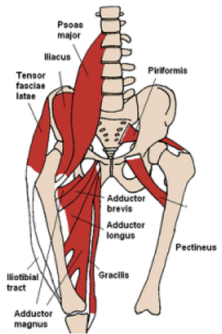 250px Anterior Hip Muscles 2 200x300 S is For Psoas 